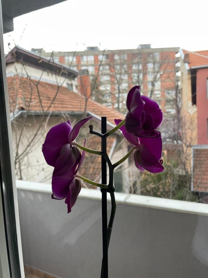 Apartman Afrodita Lux 1 Ni Dış mekan fotoğraf